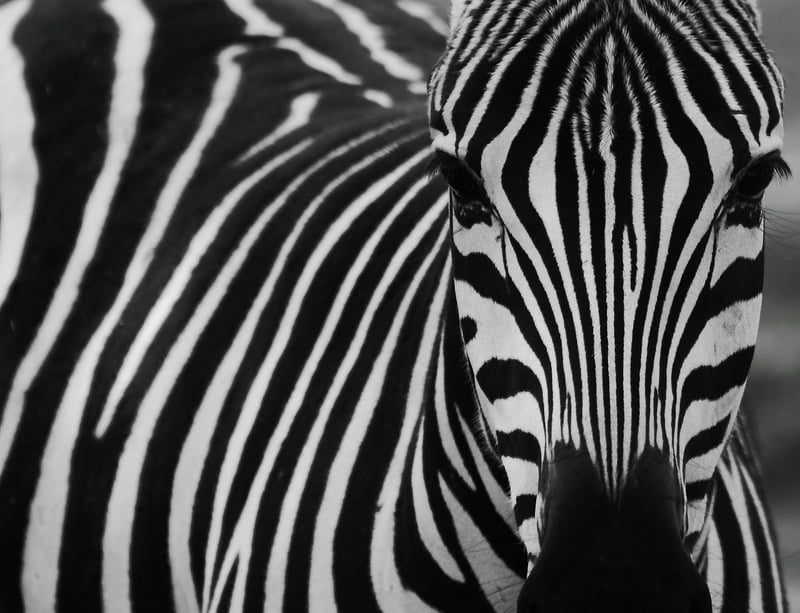 Safari Wildlife